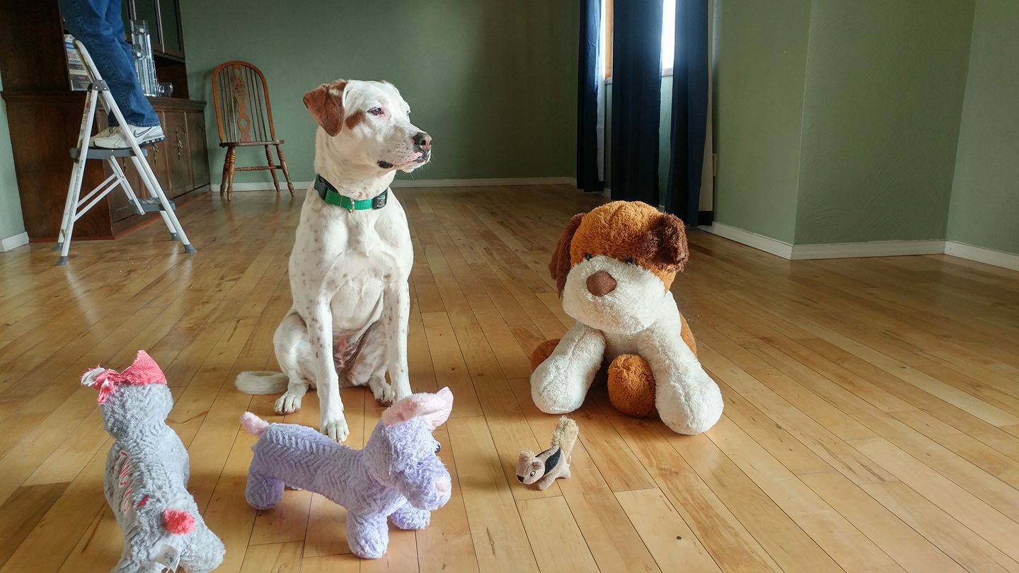 Calm dog