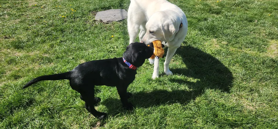 Doggy Daycare