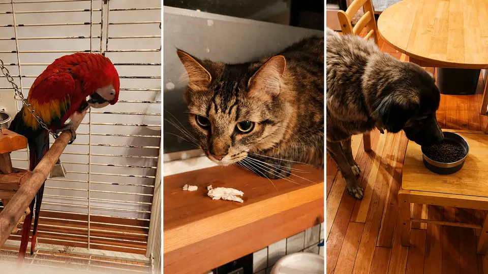 In-Home Pet Sitting