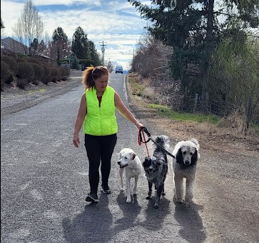 Dog walking nicely on leash